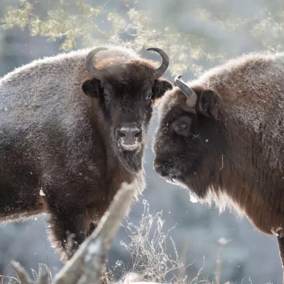 Фотография 3 - Поездка в поместье Деда Мороза